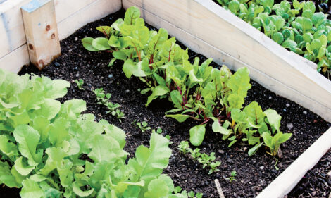 Salad Crops In Cold Frame